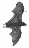 bat